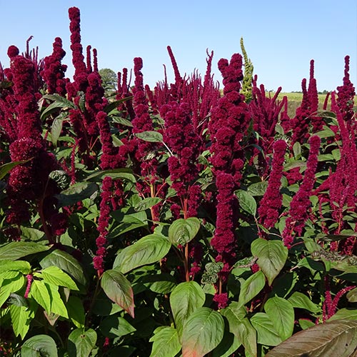 Amaranth