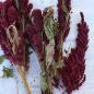 Preview: Amaranth-Rispe rot getrocknet 1kg