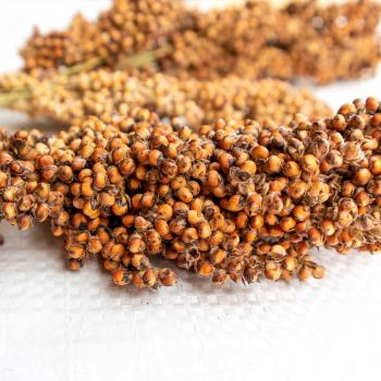 Sorghum weiß halbreif 1 kg -neue Saison ab August 2025-