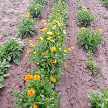 Ringelblumenblüten getrocknet 1kg