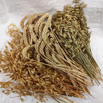 Getreidetüte Mischung aus gelben und grünen Haferähren mit Weizenähren getrocknet  250 g Mischfutter -Aktionsverkauf-
