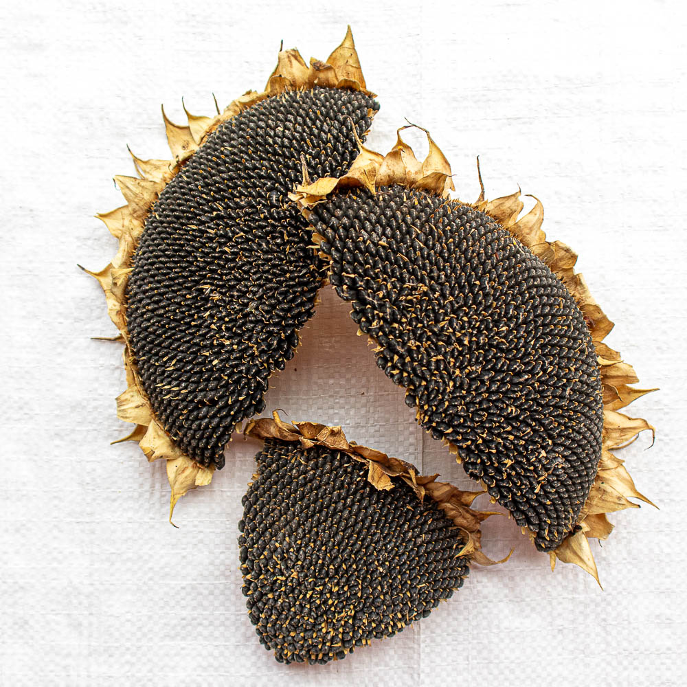 HirseParadies GrünerPfad - Sonnenblumenkopf getrocknete Hälften und Stücke  1 kg