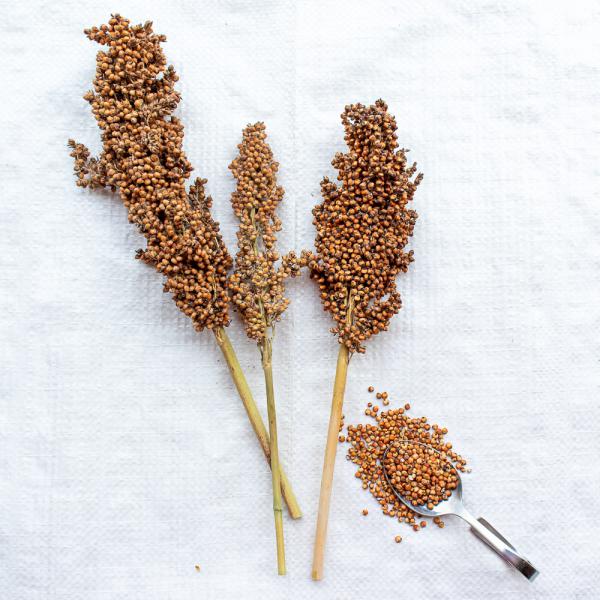 Sorghum weiß halbreif 1 kg -neue Saison ab August 2025-