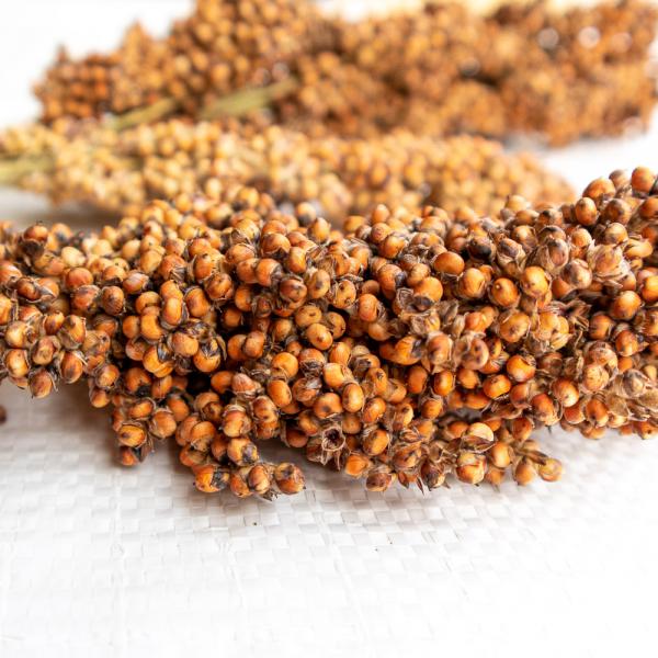 Sorghum weiß halbreif 1 kg -neue Saison ab August 2025-