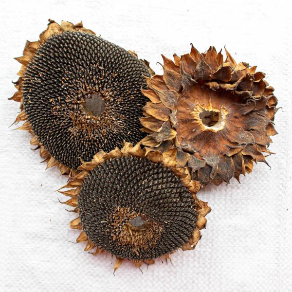 Sonnenblumenkopf getrocknet im ganzen 1 kg