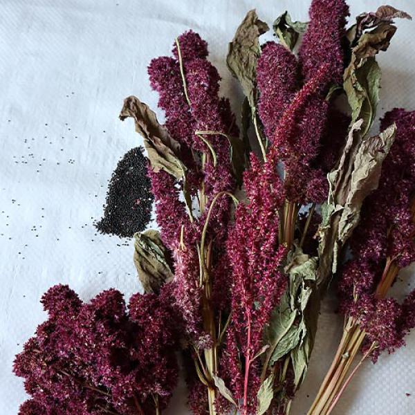 Amaranth-Rispe rot getrocknet 1kg