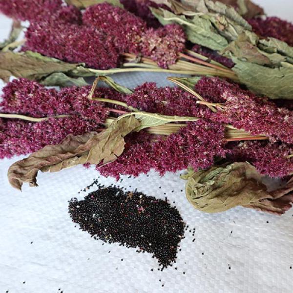 Amaranth-Rispe rot getrocknet 1kg